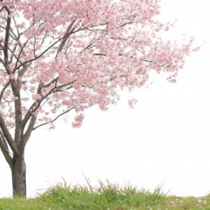 桜葬,桜