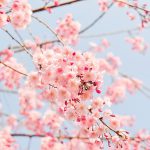 桜葬