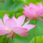 蓮の花