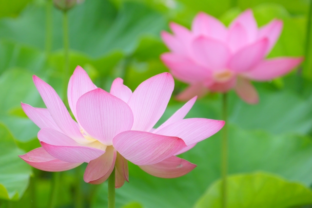 蓮の花
