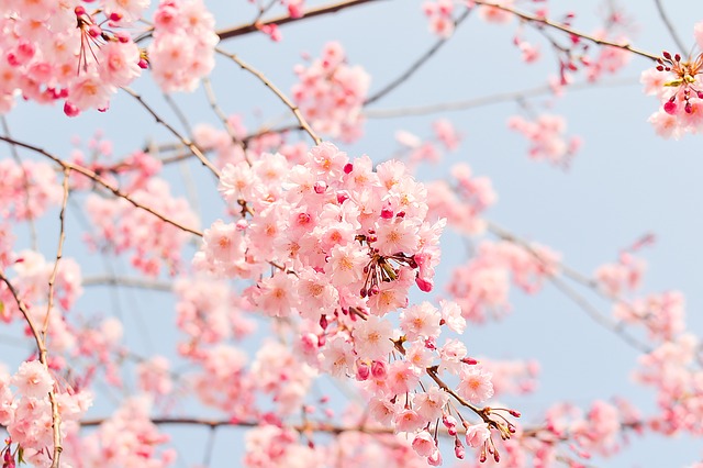 桜葬