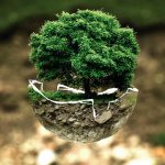 世界の樹木葬