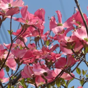 ハナミズキの樹木葬