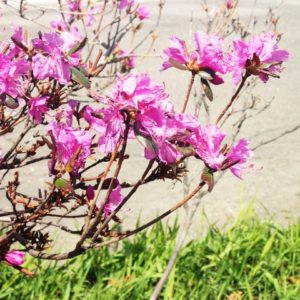 ヤマツツジの樹木葬