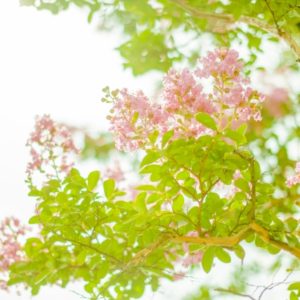 サルスベリの樹木葬