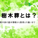 樹木葬とは？樹木葬の基本情報から散骨との違いまで