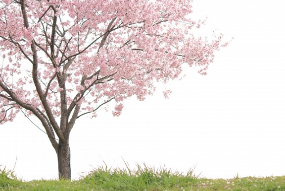 桜葬,桜