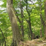 里山再生,樹木葬