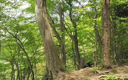 里山再生,樹木葬