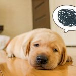 ペット,埋葬,疑問2